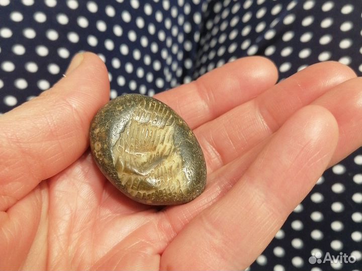 Окаменелости аммониты