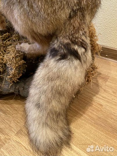 Чучело лисы