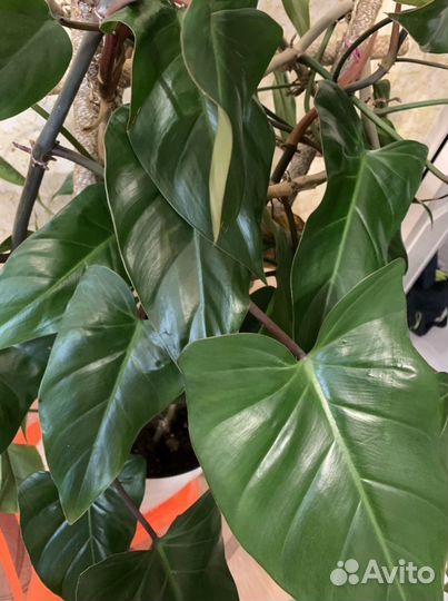 Филодендрон краснеющий