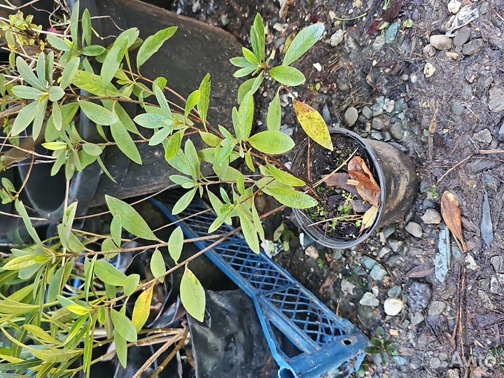 Азалия, рододендрон