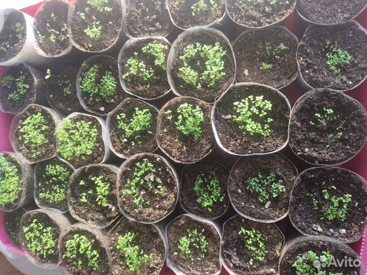 Рассада лобелии