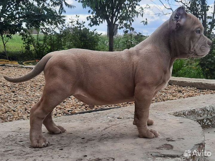 Американский булли щенки мерль