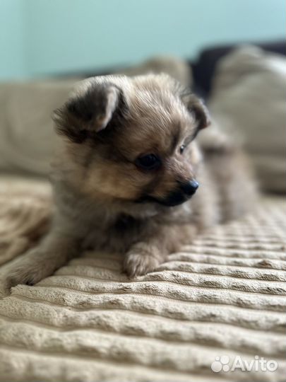 Малый немецкий шпиц