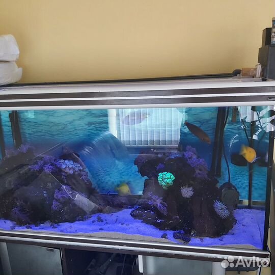 Продам морской аквариум с камнями и рыбками