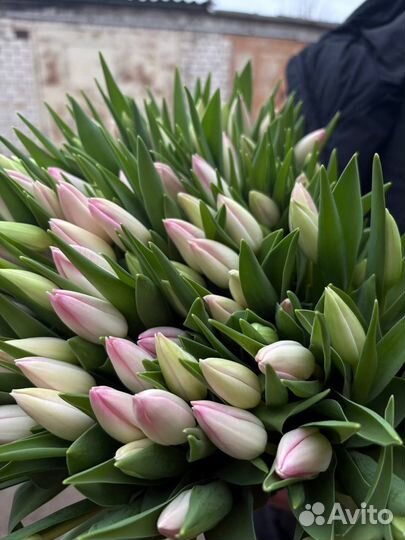 Тюльпаны к 8 марта