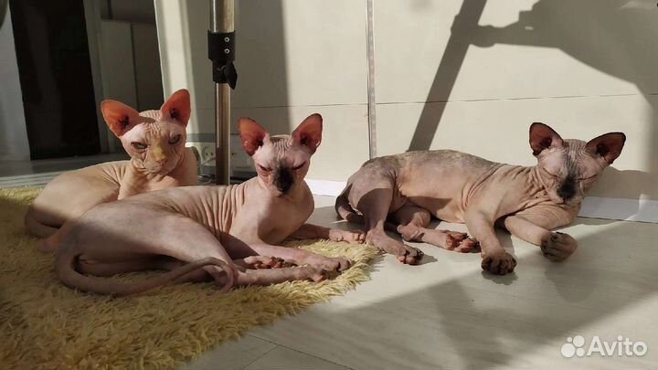 Канадский сфинкс