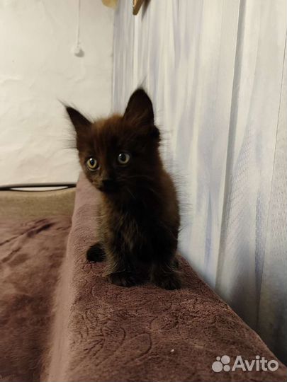 Чёрный котик в дар