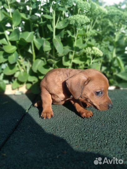 Кроличья такса