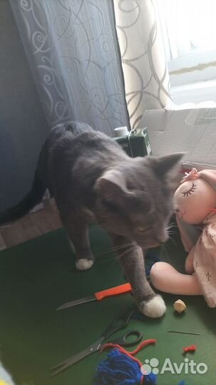 Кошка в дар бесплатно