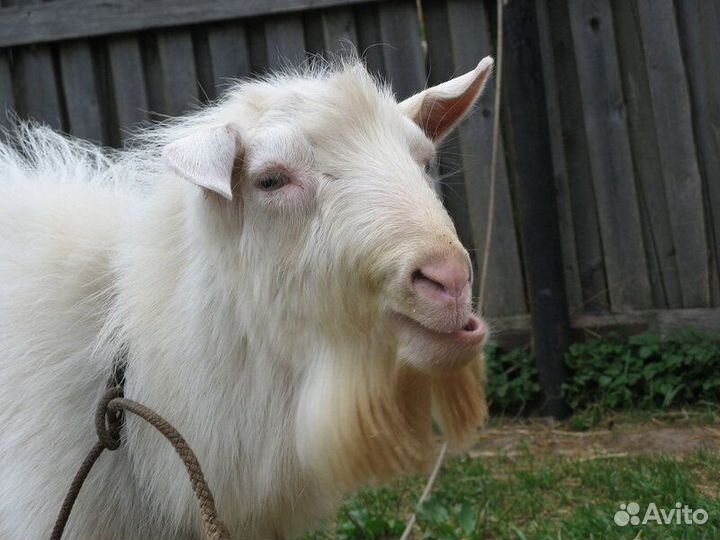 Козел зааненский
