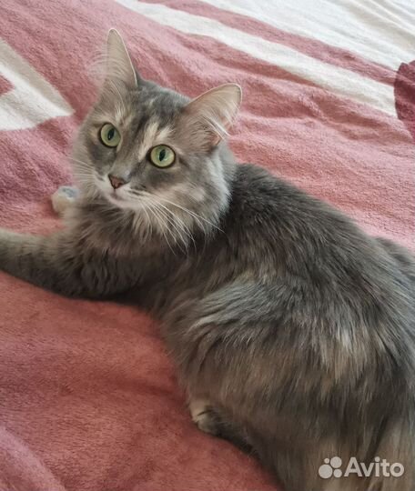 Зеленоглазка Асенька