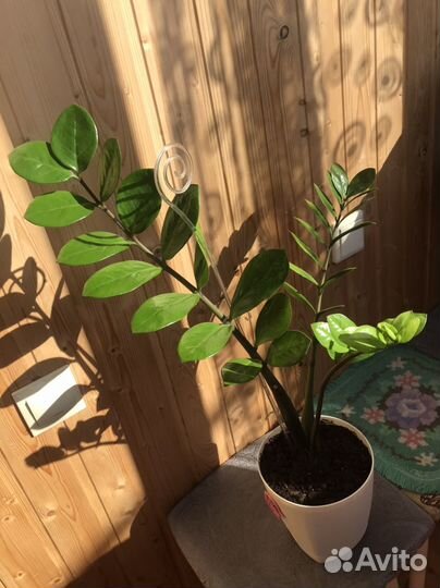 Замиокулькас