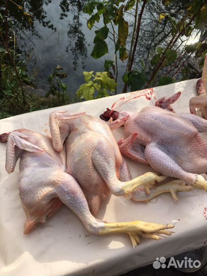 Перосъёмная машина и шпарчан для кур, уток, гусей