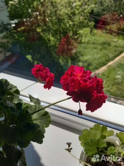 Пеларгония герань сортовая