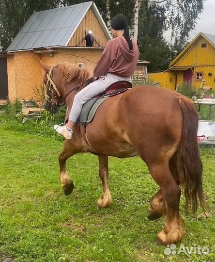 Лошадь