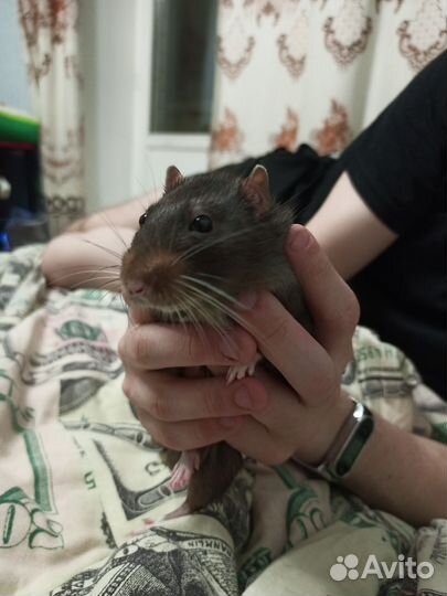 Вязка крыс (самец)