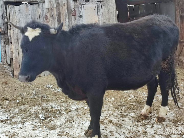Продаётся телка