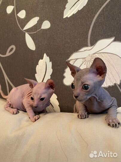 Канадский сфинкс