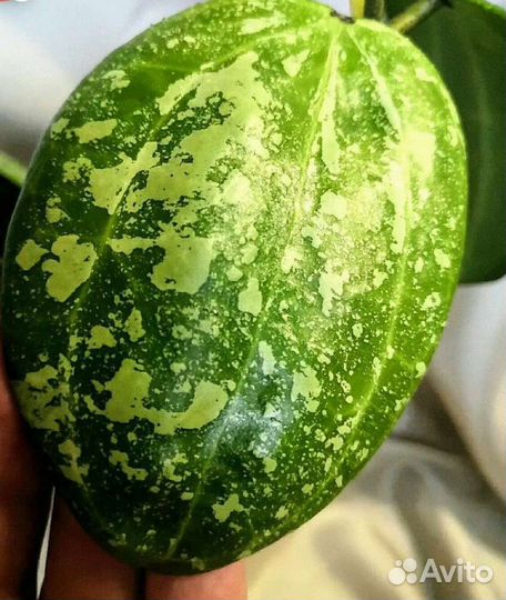 Хойи разных сортов