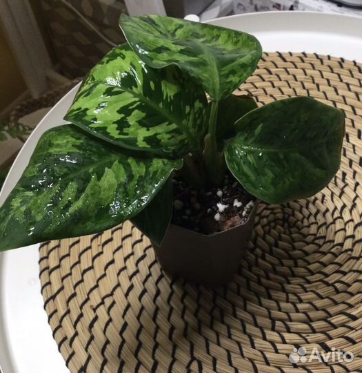 Комнатные растения