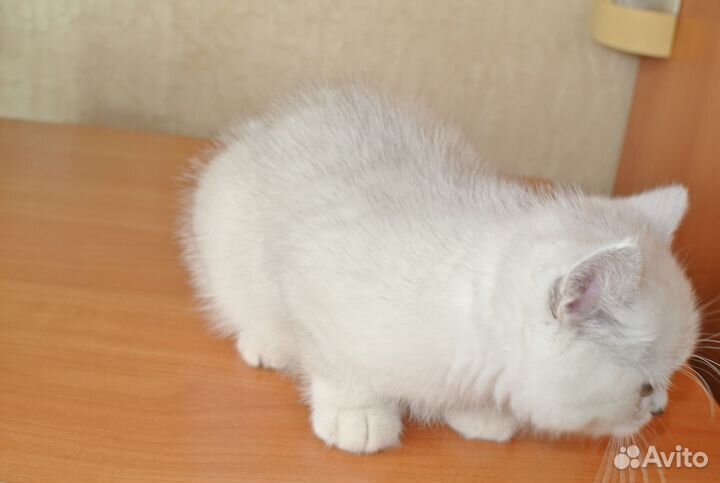 Британский котик