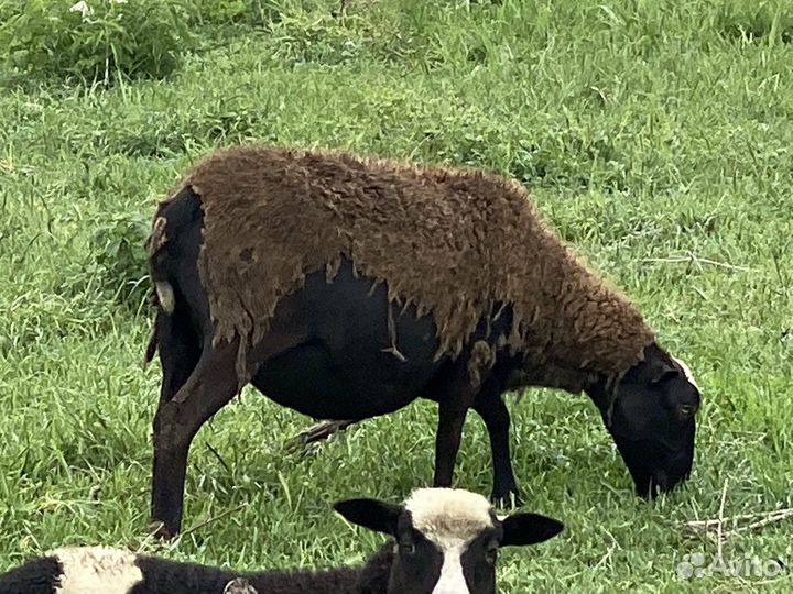 Овцы бараны ягнята