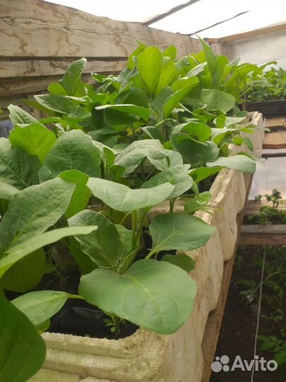 Рассада огурцов,помидор