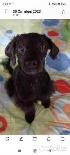 Малый пудель щенок