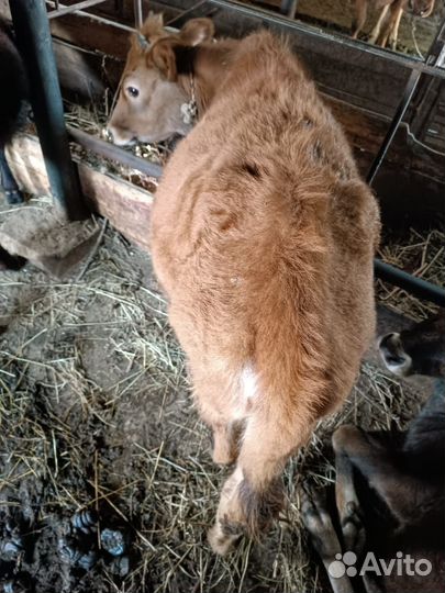 Бычки и телята