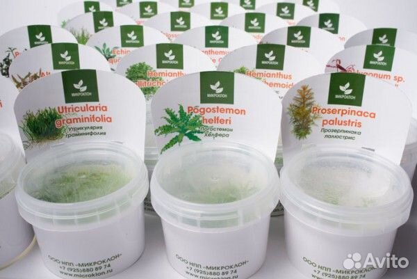 Аквариумные живые растения большой выбор