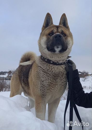 Американская акита