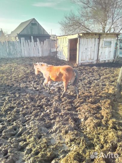 Продается кобыла жерёбая с жеребёнком