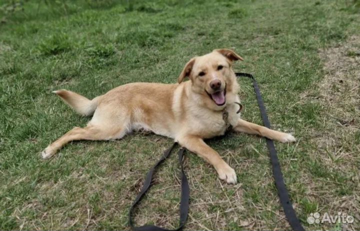 Собака Уна из приюта в добрые руки