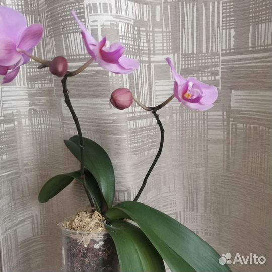 Орхидея фаленопсис