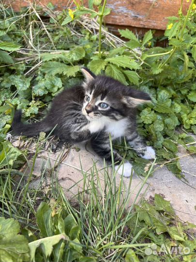 Котенок
