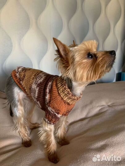 Одежда для животных
