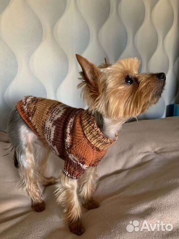 Одежда для животных