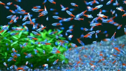 Неон Голубой