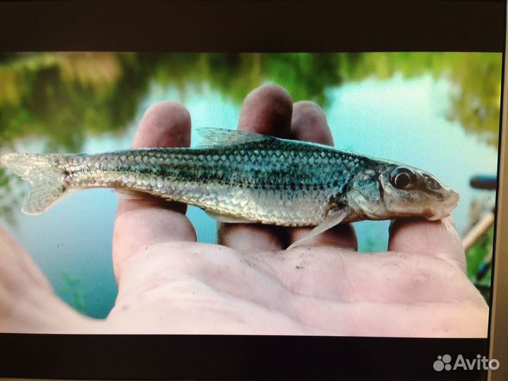 Пескарь Карась Живец