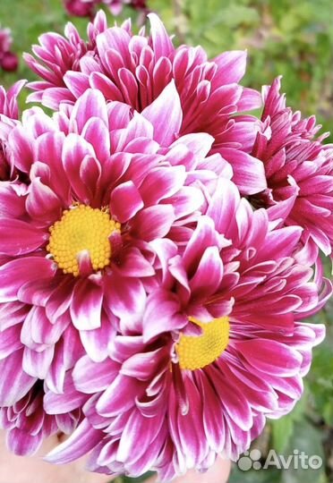 Хризантема дубки