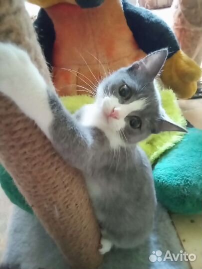 Котятки в добрые руки