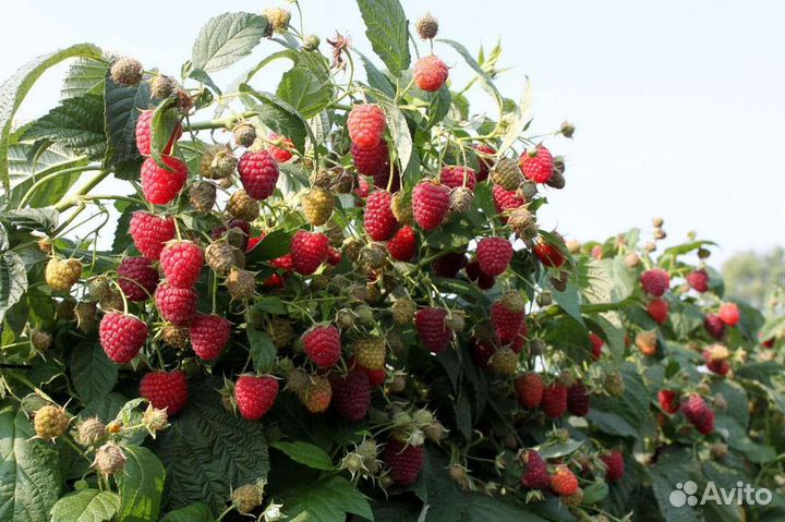 Саженцы малины 