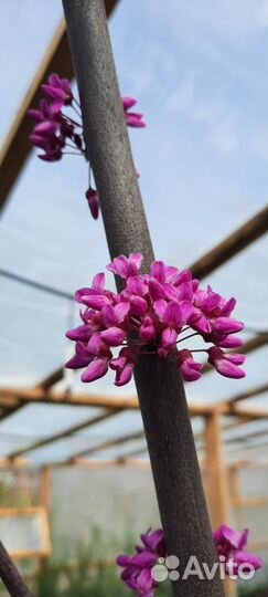 Растения Церсис канадский