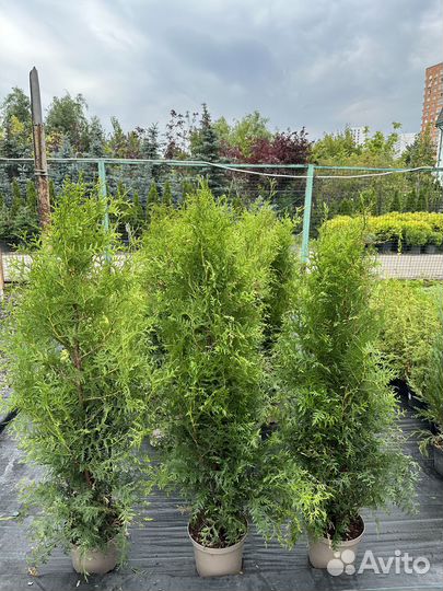 Туя Брабант