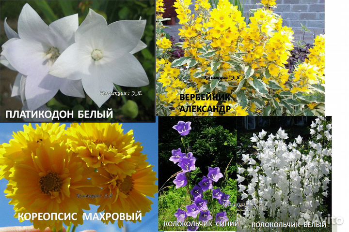 Красивоцвет Многолетники Колокольчики, 8 кв Почтой