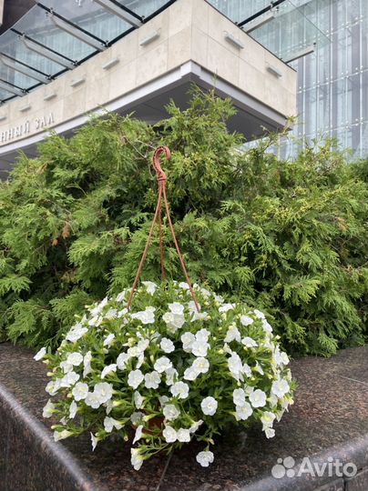 Неукорененные черенки калибрахоа