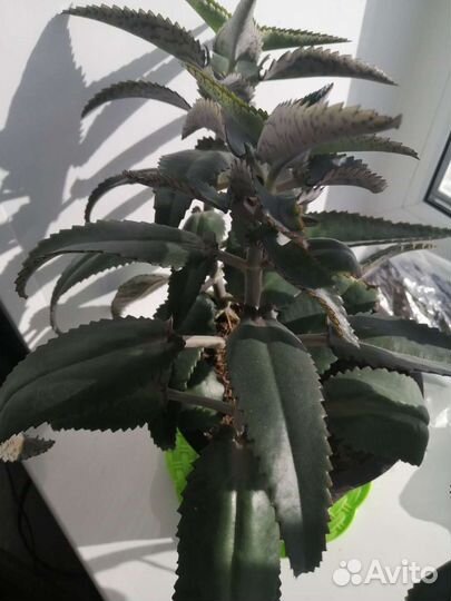 Каланхоэ лечебное