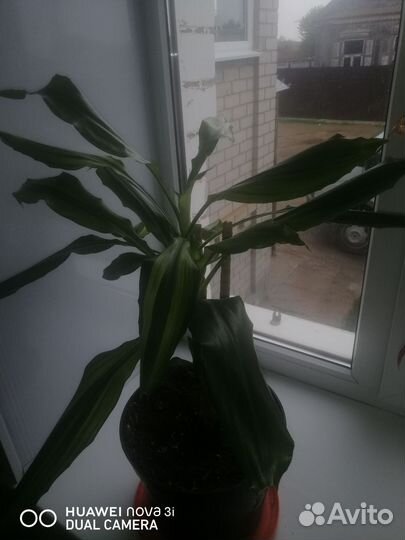 Комнатные цветы драцена