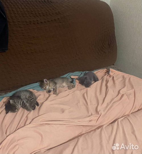 Пучеглазята