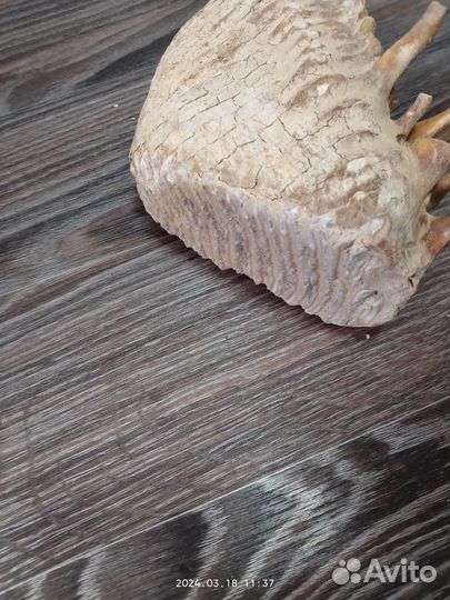 Зуб мамонта